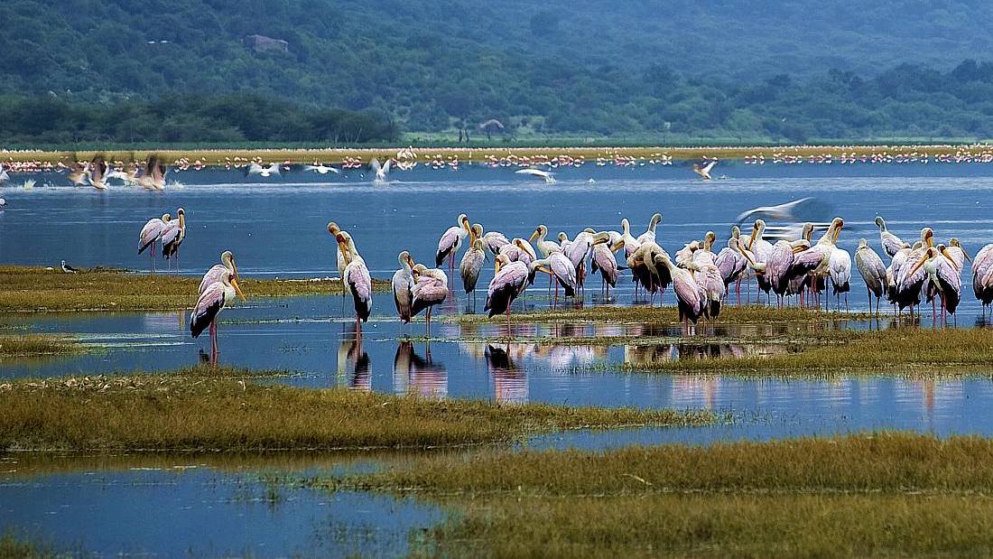 safari package image